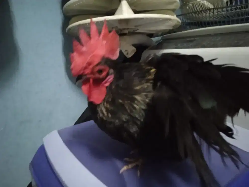 Ayam Kate serama usia 1 THN unik ekor miring dari kecil kaki normal