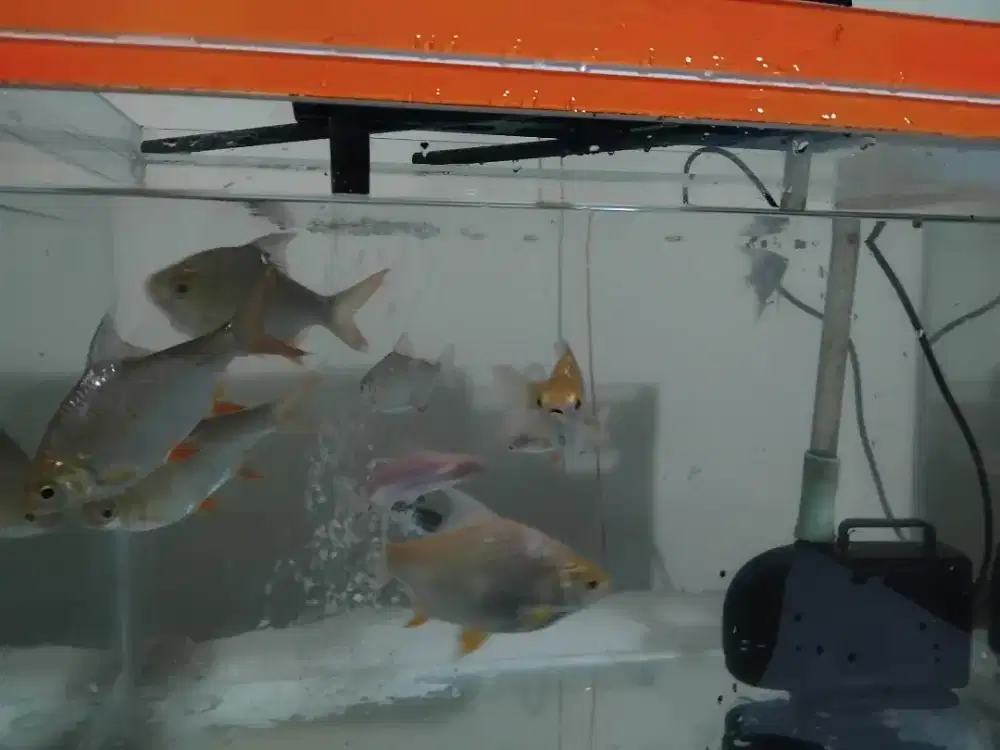 Ikan Kaviat  jumbo 5 ekor