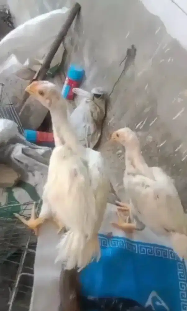 Ayam aseel parrot ori