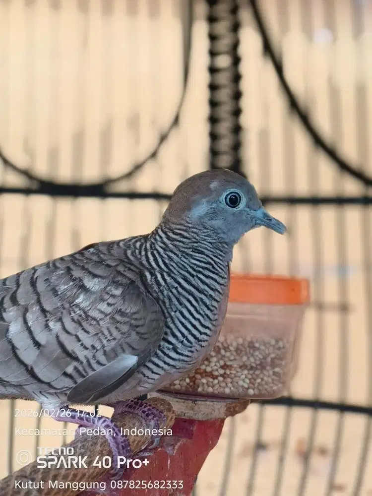 Perkutut Satrio Wilis