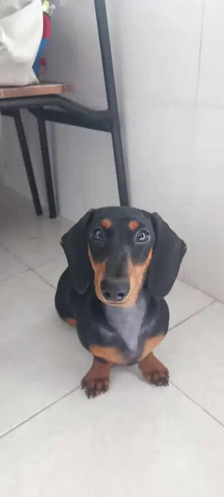 Jual anjing dachsund umur 6 bulan.. Harga murah aja lokasi surabaya