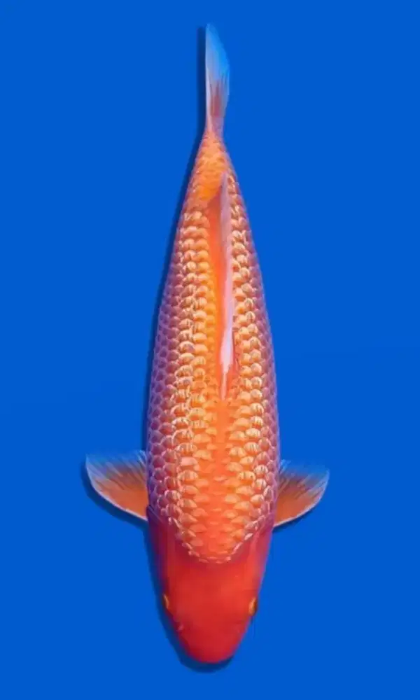 Koi Red Karasi Ginrin Show Quality