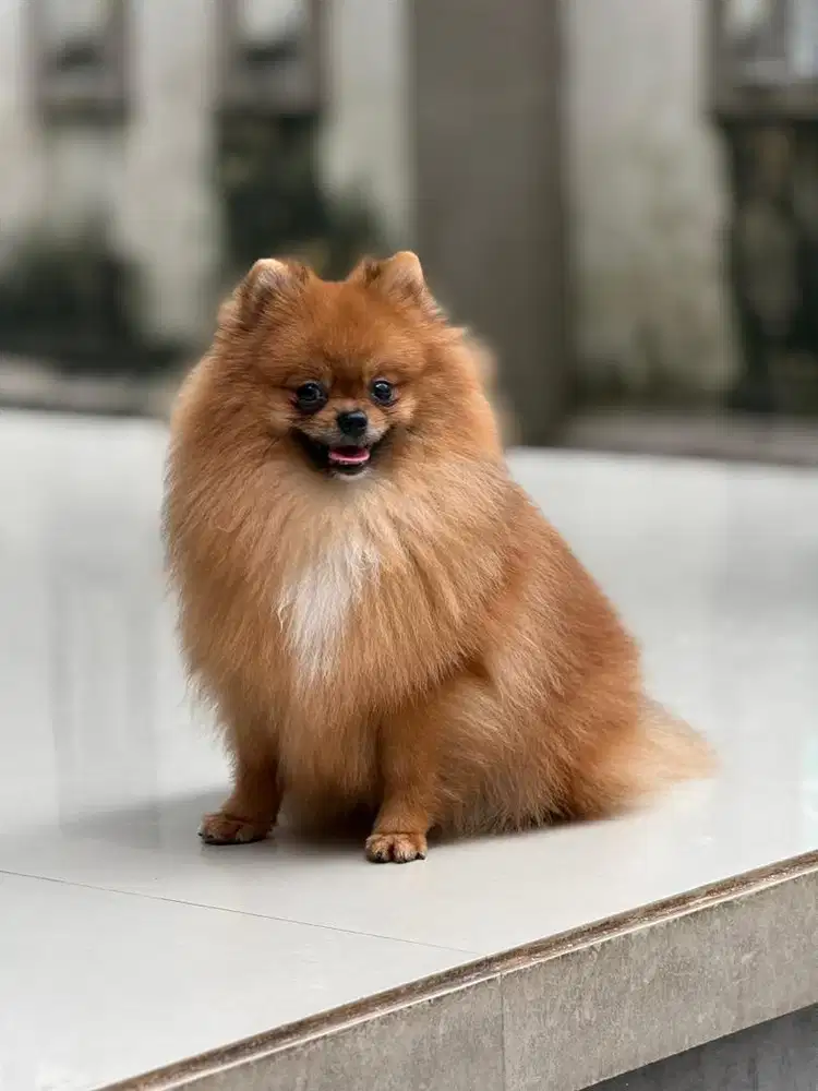 Pomeranian Jantan Glamour