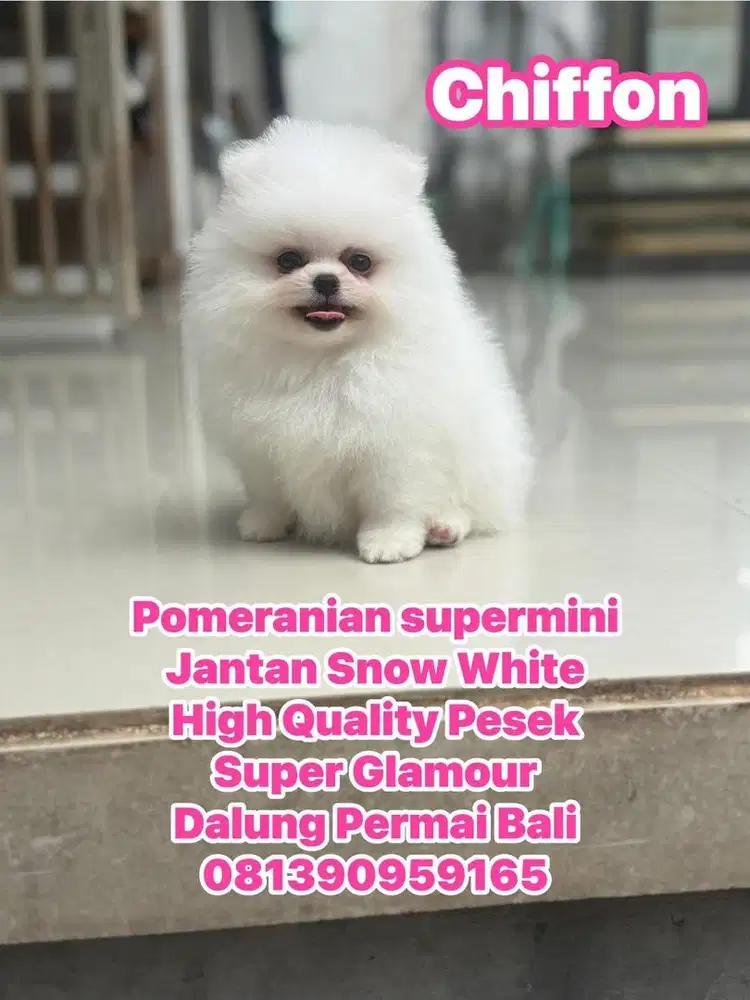 Pomeranian Snow White