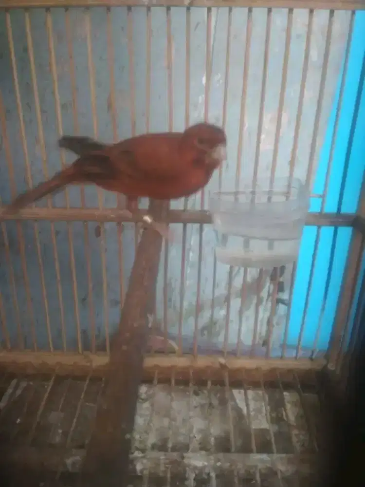 Burung kenari blackred belum gacor