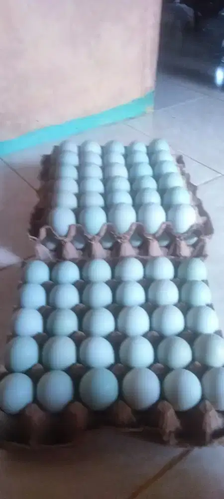 Telur bebek sawah