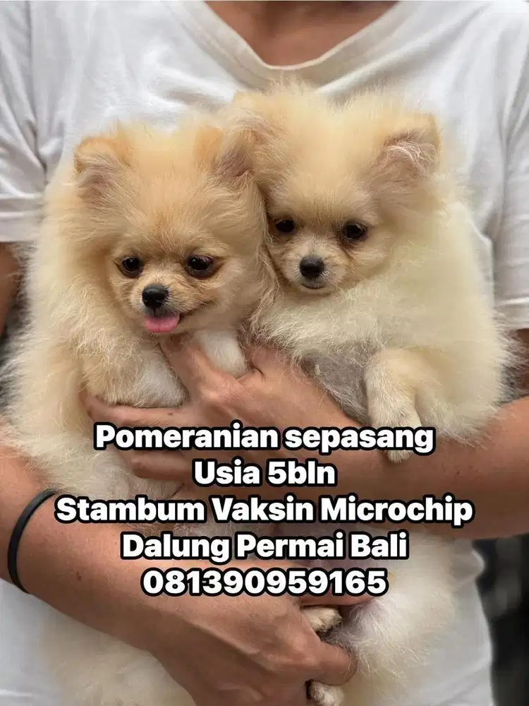 Pomeranian jantan dan betina