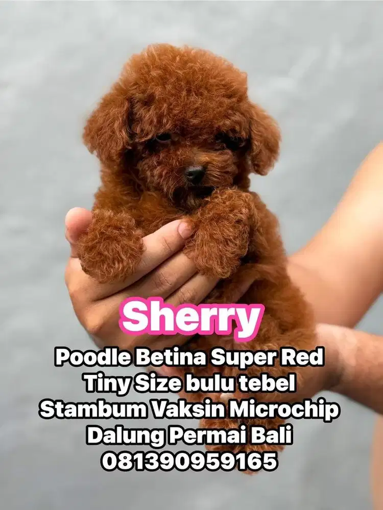 Poodle Super Red Betina