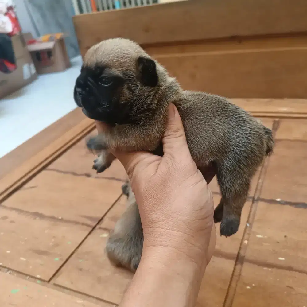 Frenci jantan..cakep pesek..body short..