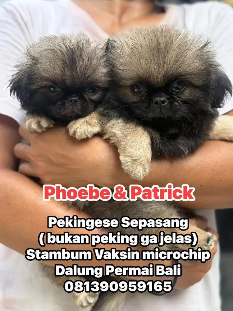 Pekingese Jantan Dan Betina