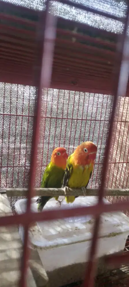 Burung lovebird sepasang