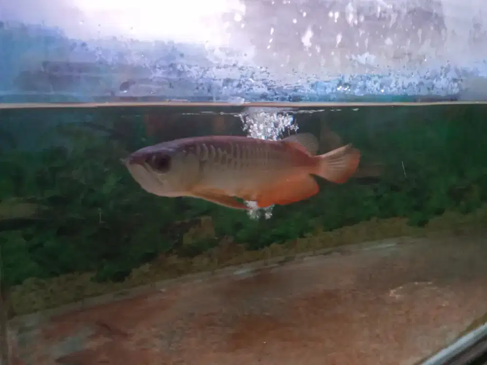 Arwana Golden Red 30cm