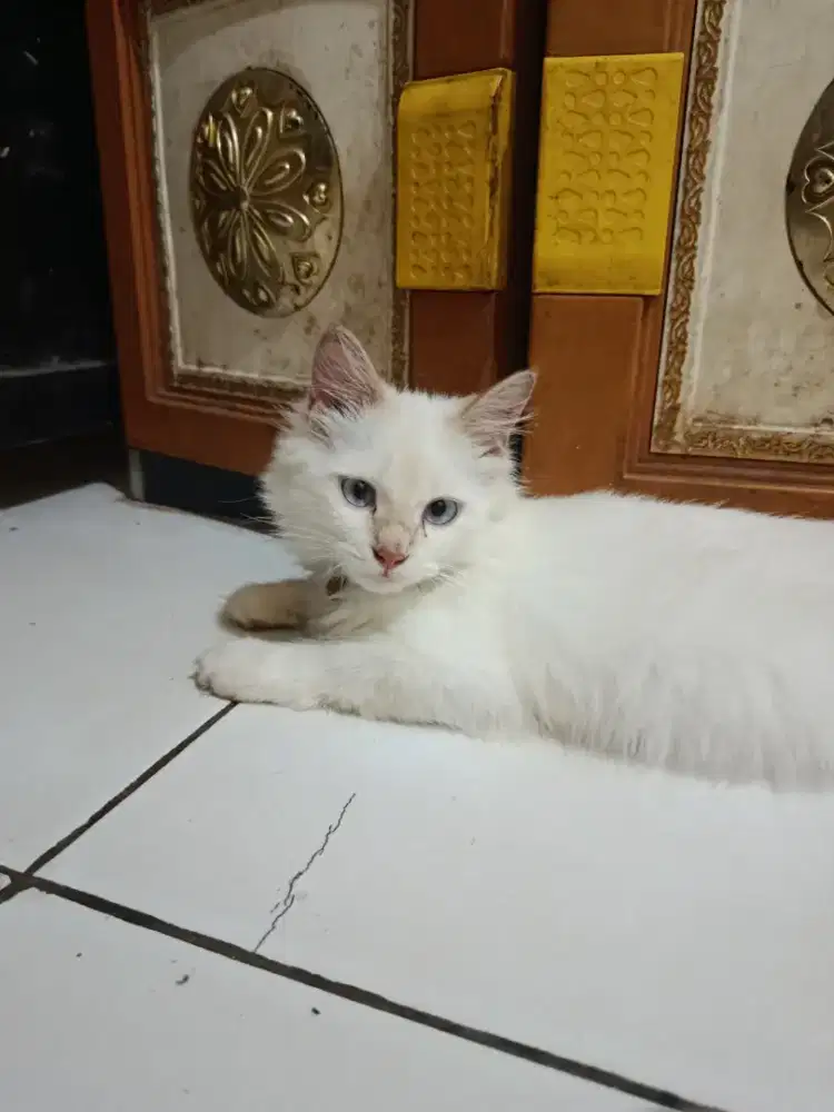 Kucing angora kitten