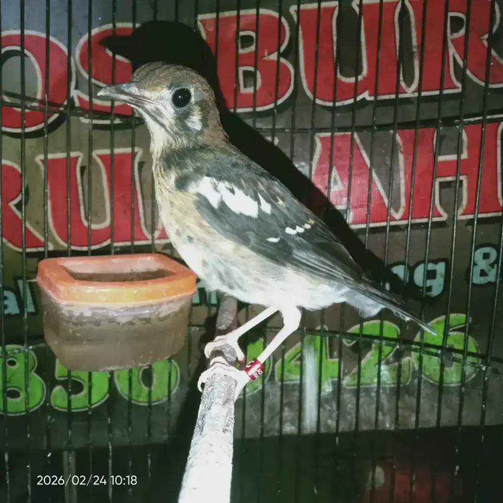 Anis kembang jantan mandiri