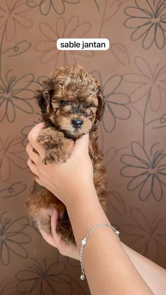 poodle maltipoo sable jantan