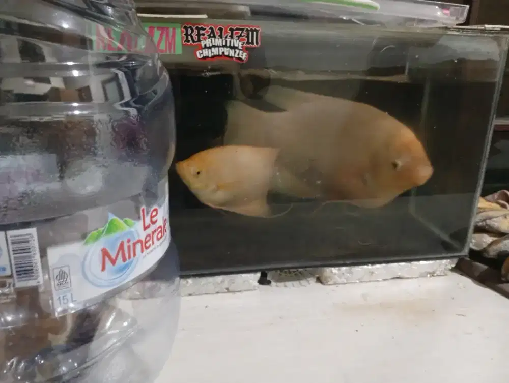 Ikan gurame Padang jumbo