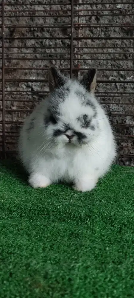 Kelinci hollandlop jr