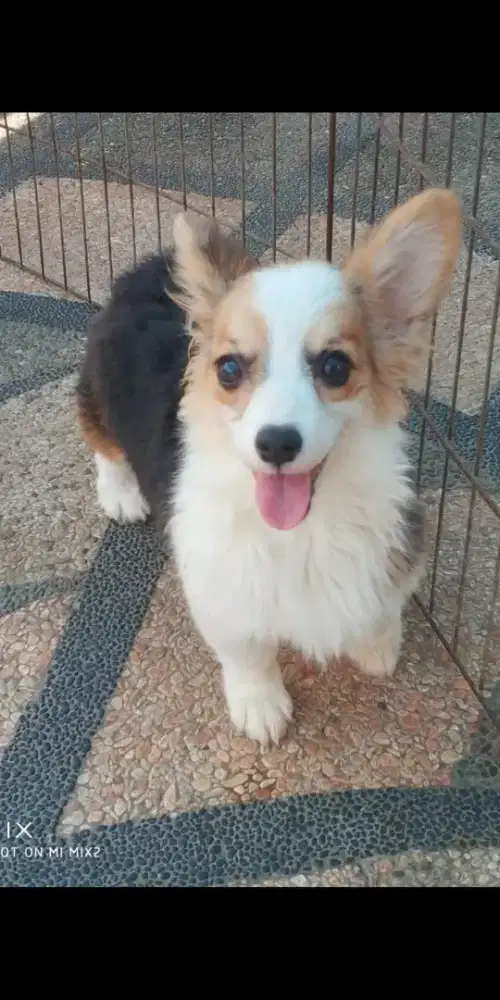 Jual indukan Corgi Fluffy Long Hair