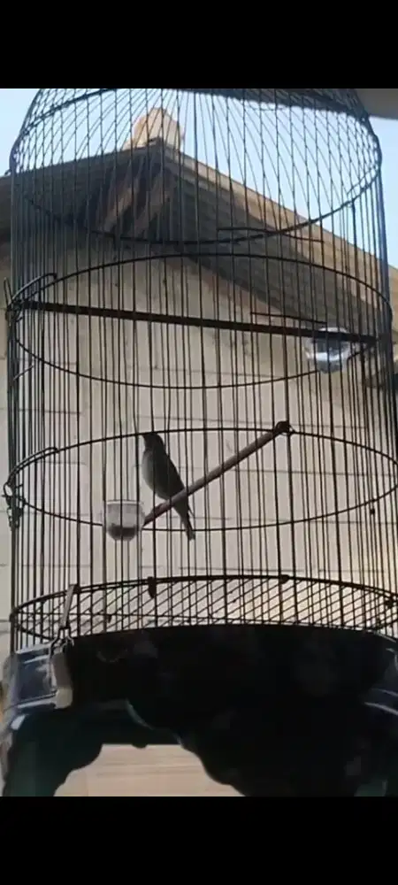 Di jual burung Blackthroat
