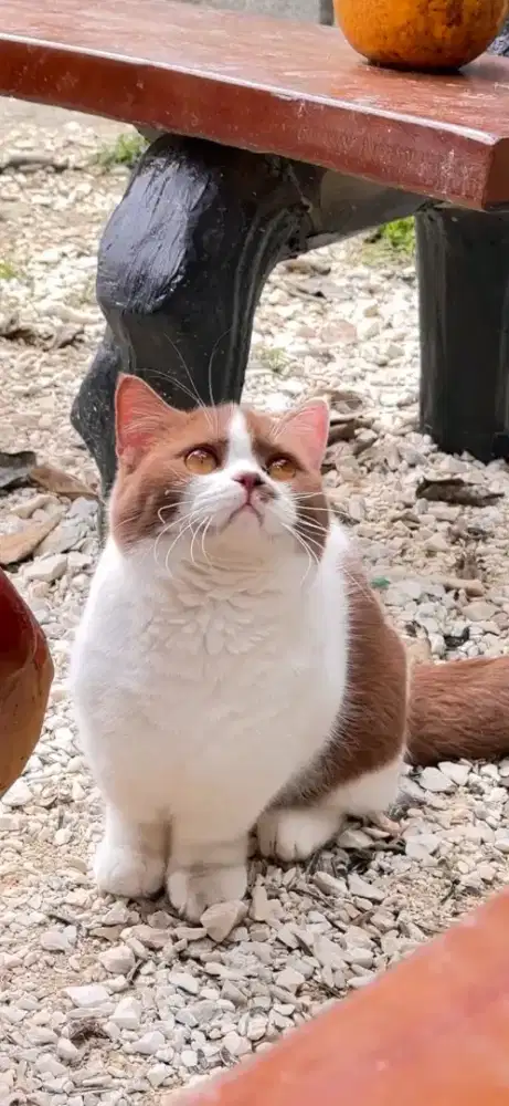 British shorthair bicolor cinamon 10 bulan