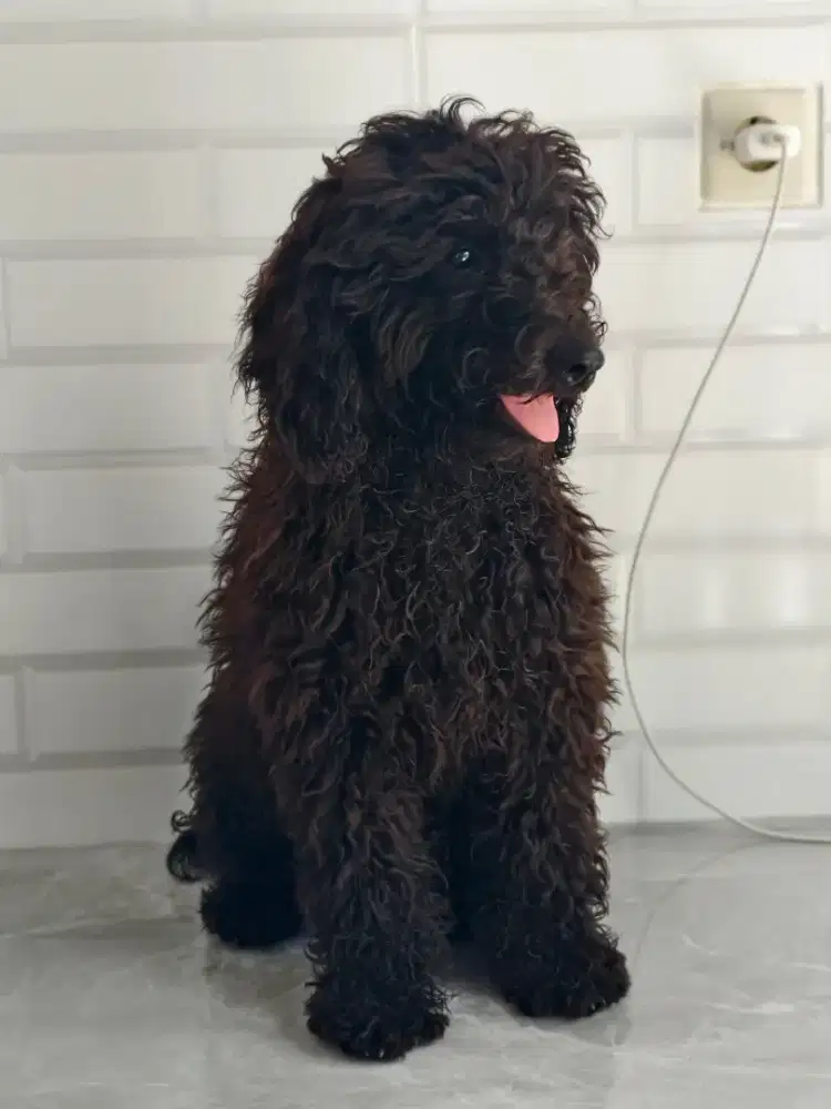 Poodle jantan lucu