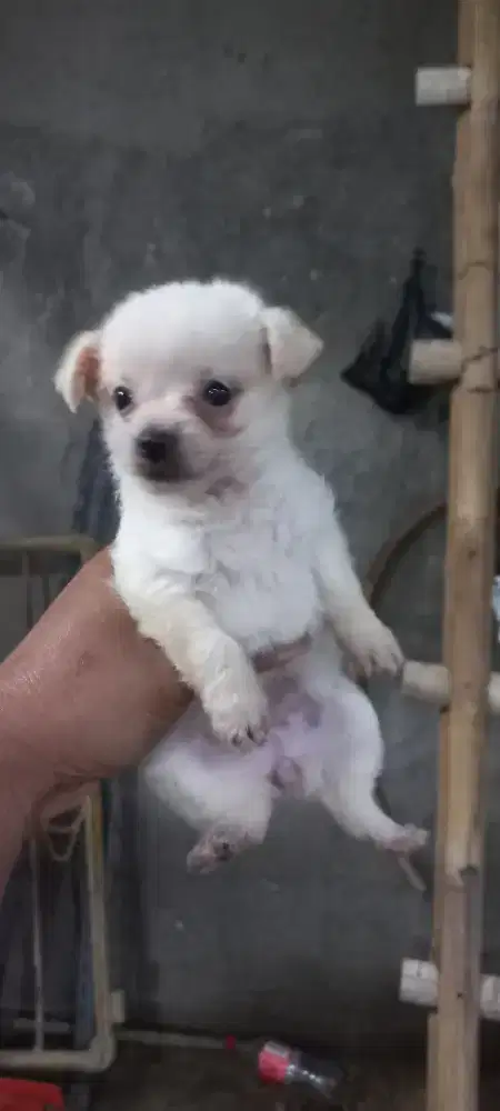 Anjing usia 2bulan. Dijamin supermini