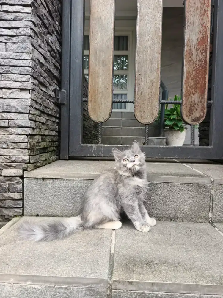 Kitten Persia longhair