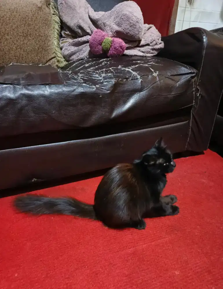 Persia betina murahhh aja lagi birahi