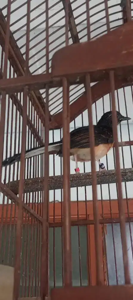 Murai trotol jantan APBN