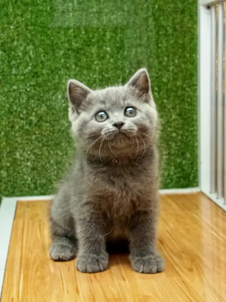 Munchkin NS blue solid