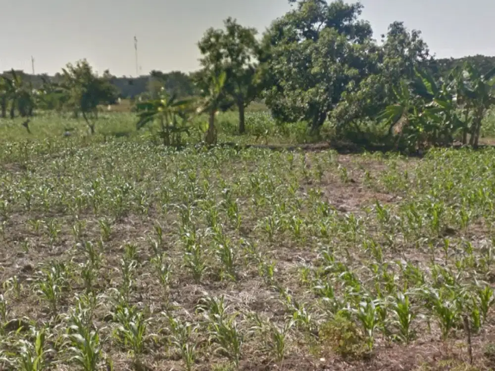 Tanah Made dempsey Hill Citraland Sambikerep