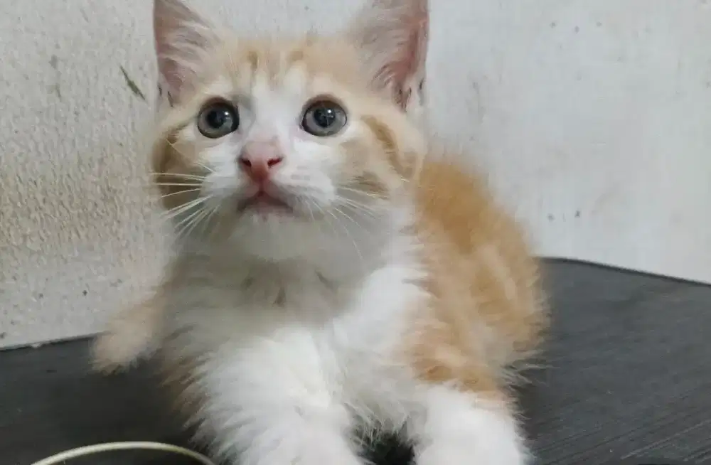 Anak kucing Kitten Munchkin NS mix BSH jantan