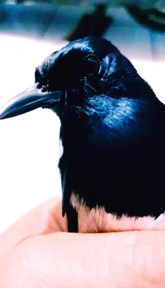 Kacer Daput Gacor Dorr Bintaro