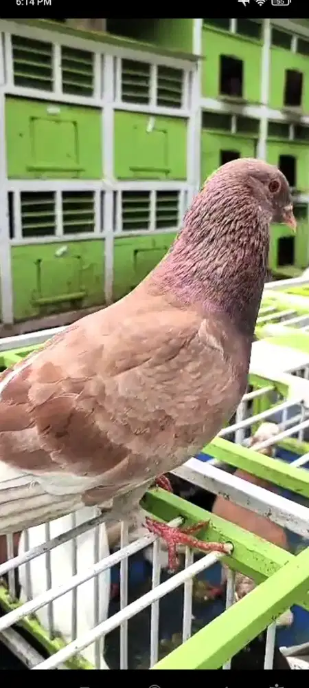 Merpati Satuan Jantan Culik Asli Cilacap