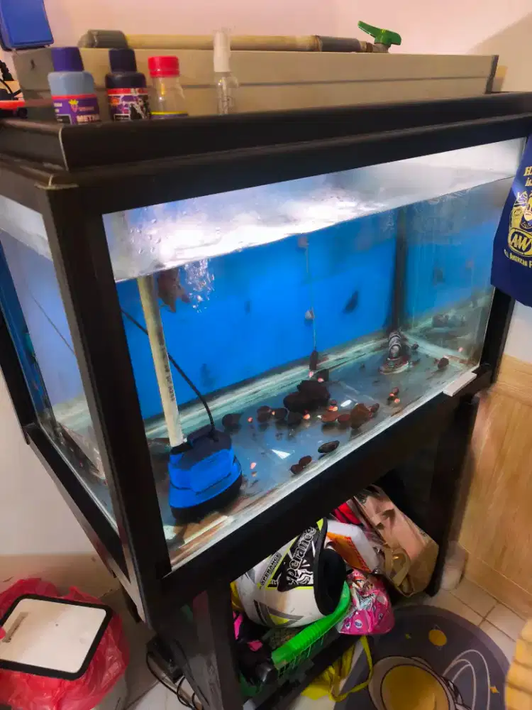 Aquarium mewah komplit murmer