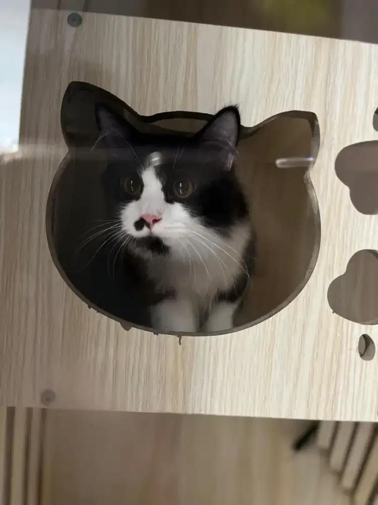 Kucing persia jantan