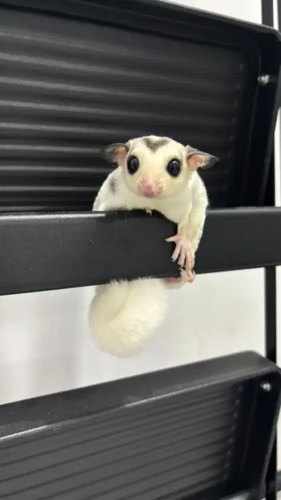 Joey sugar glider