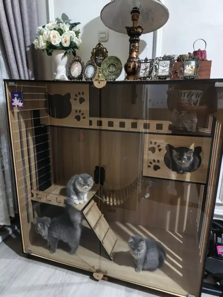Cat room aesthetic