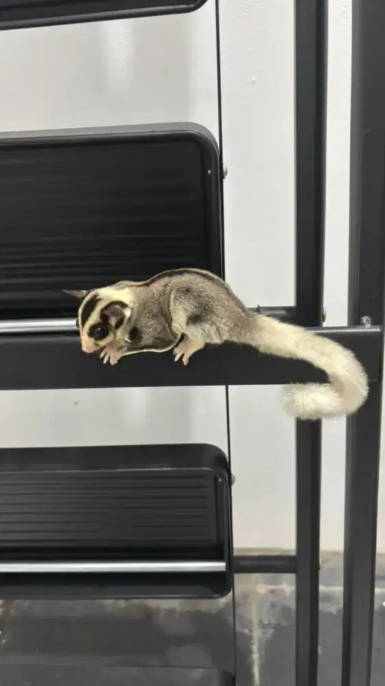 Joey sugar glider