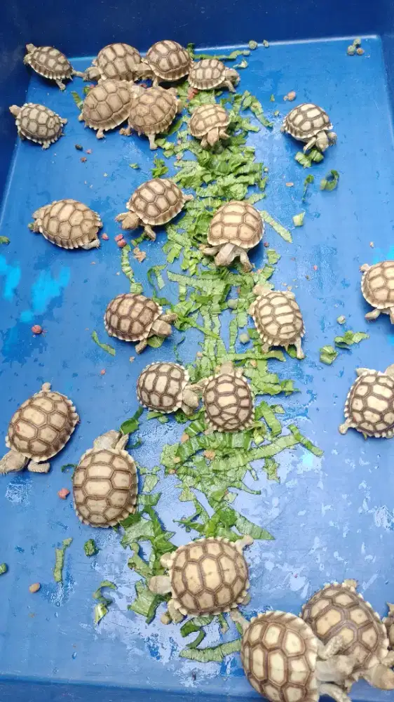 Baby sulcata sehat