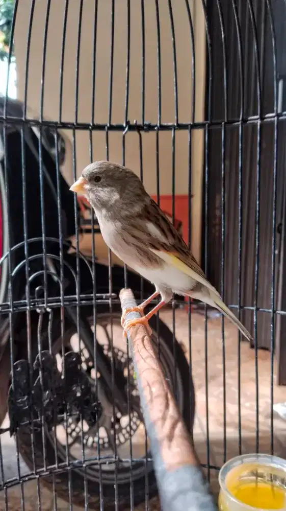 Kenari AF panda prospek