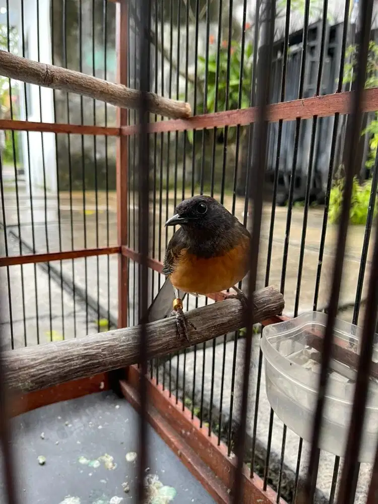 Jual burung murai