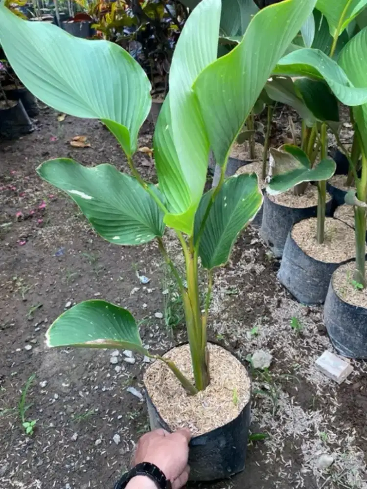 Tanaman Pisang Calathea