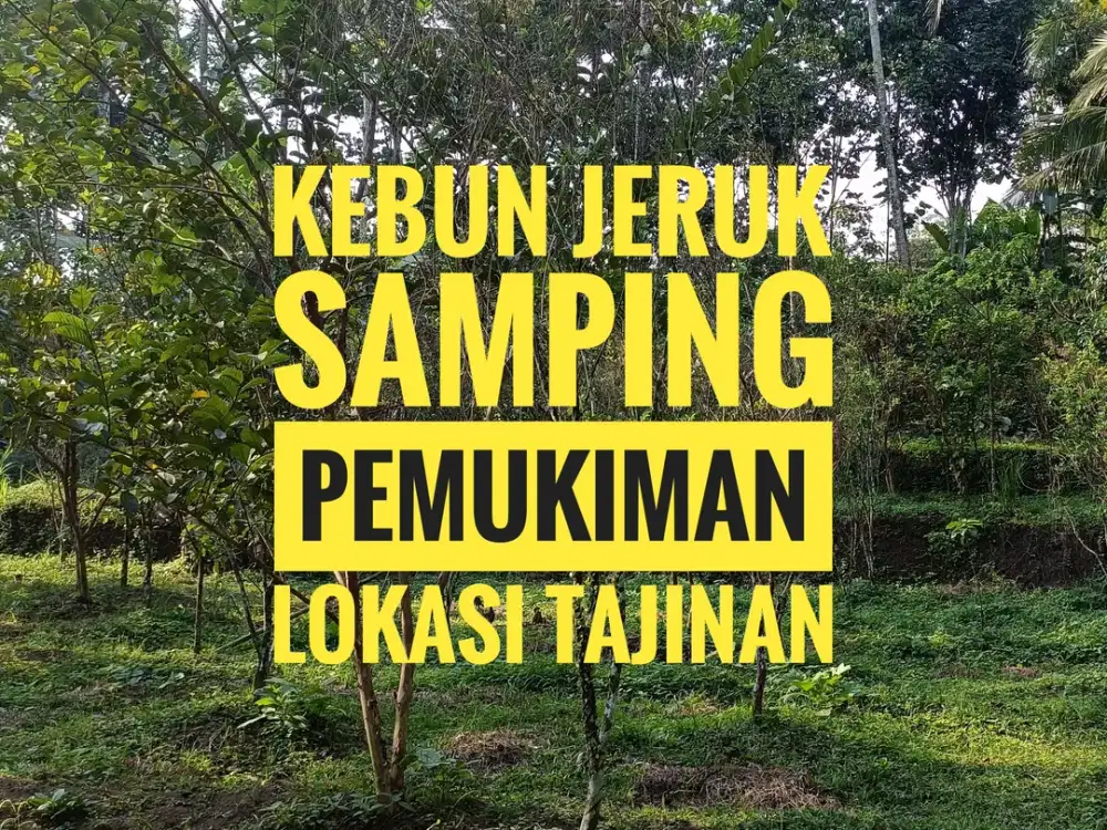 Kebun jeruk durian alpukat Tajinan malang