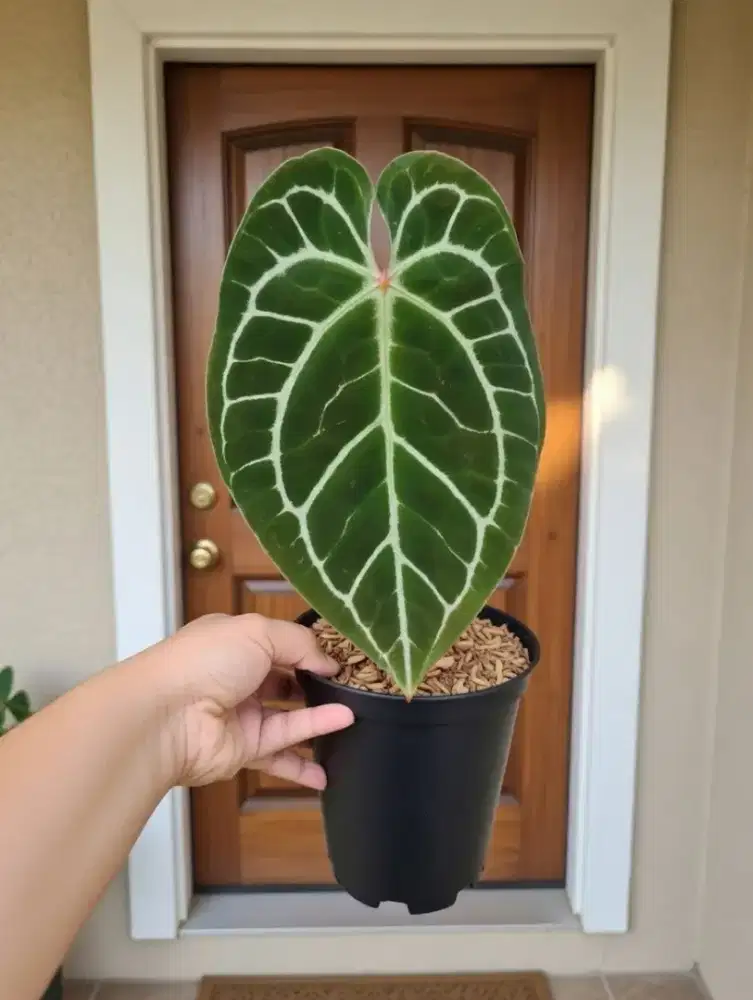 Jual tanaman kuping gajah