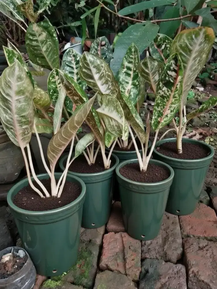 Jual tanaman Aglaonema Dona Carmen.