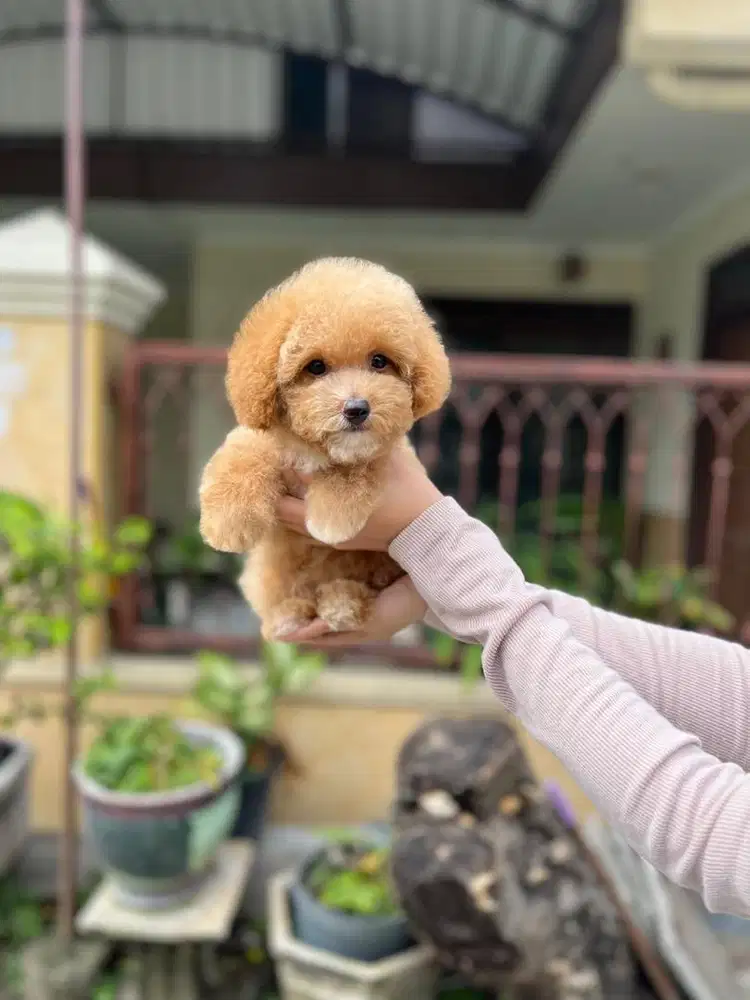 Toy poodle betina