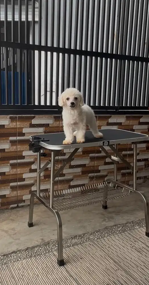 Dijual Toy Poodle Jantan