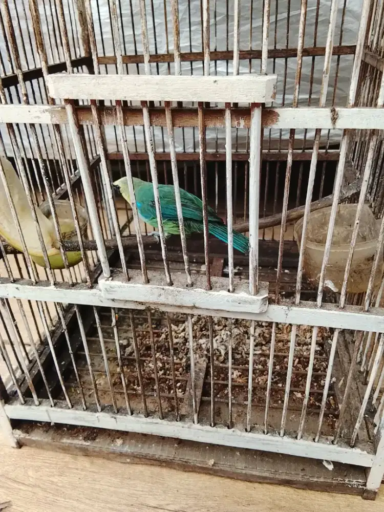 Jual burung cakep