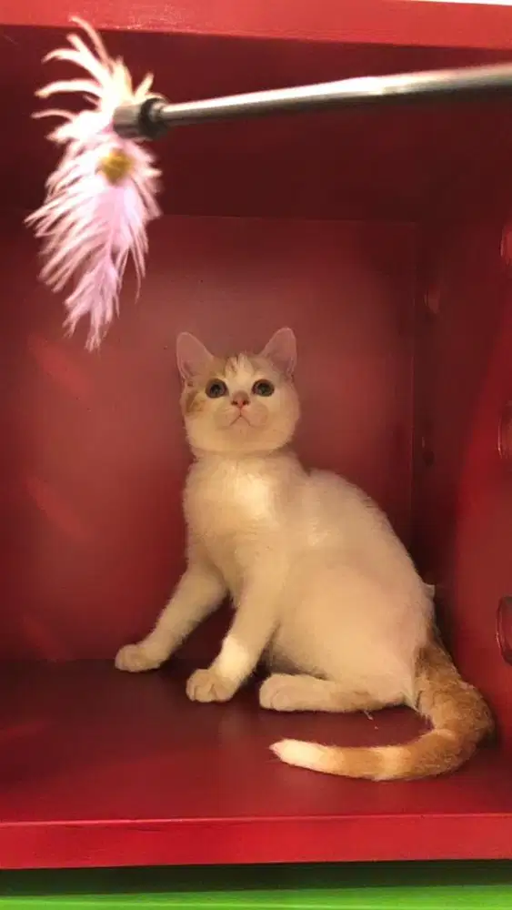 Munchkin NS bico Jantan